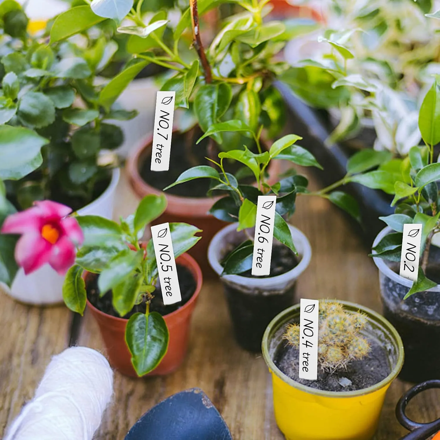 Potted seedlings and flowers marked with white AMORNING stake labels