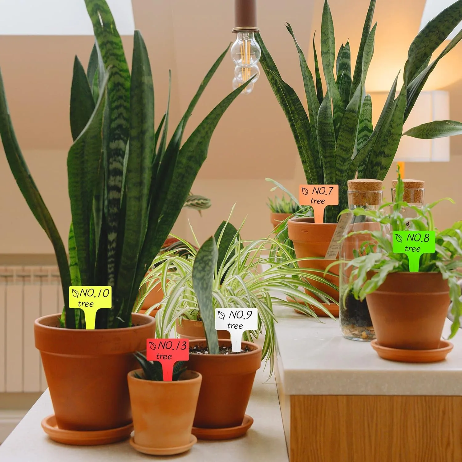 Snake plants and seedlings in pots with colored T-type tags